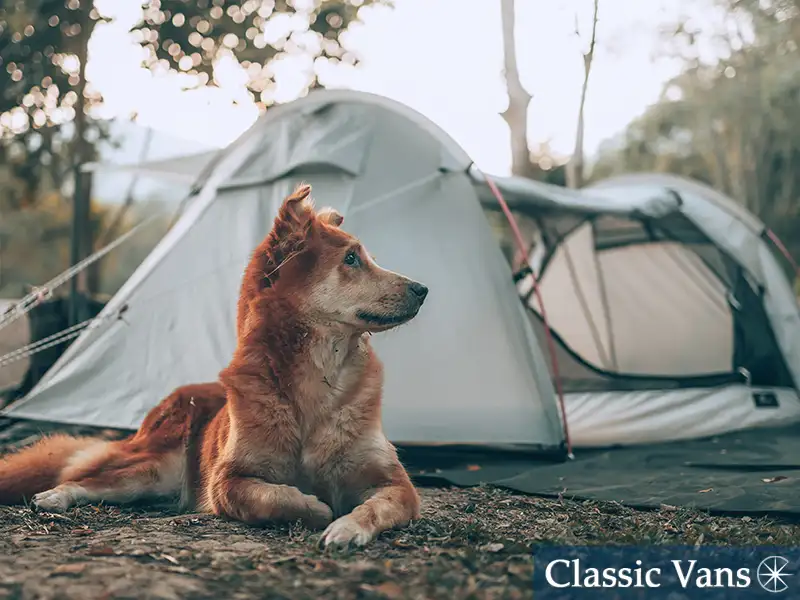 Top campsites for dogs in California